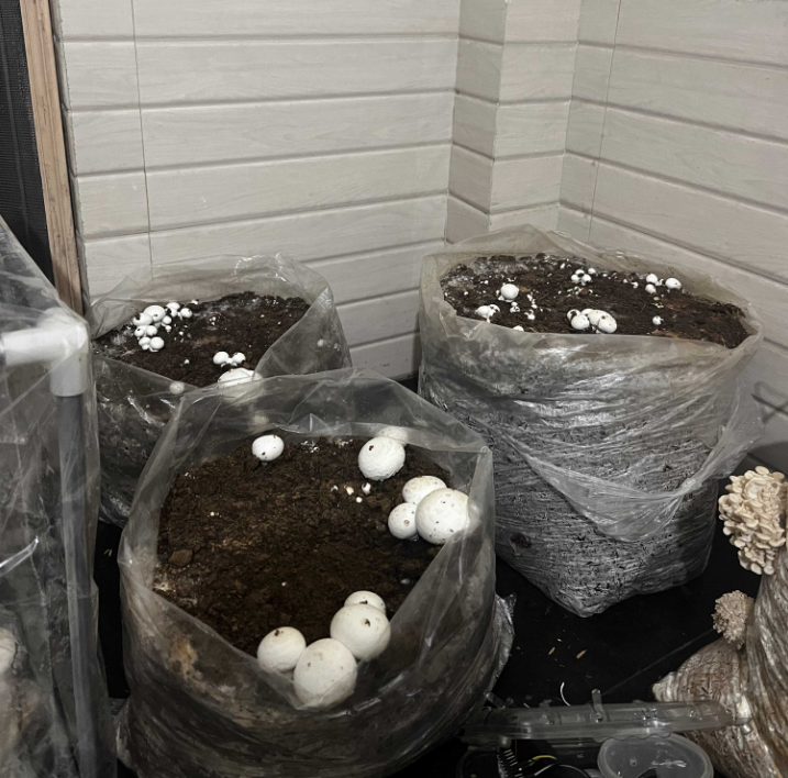Button mushroom cultivation test with pins visible — Poem Techno R&D grow room under automated climate control