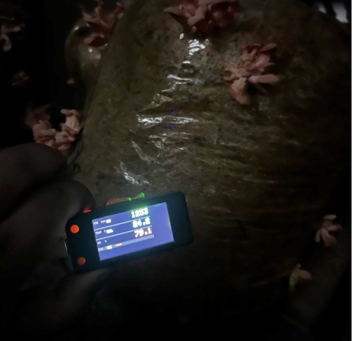 Early prototype sensor tested live on mushroom grow bag — 2025 R&D field testing by Poem Techno