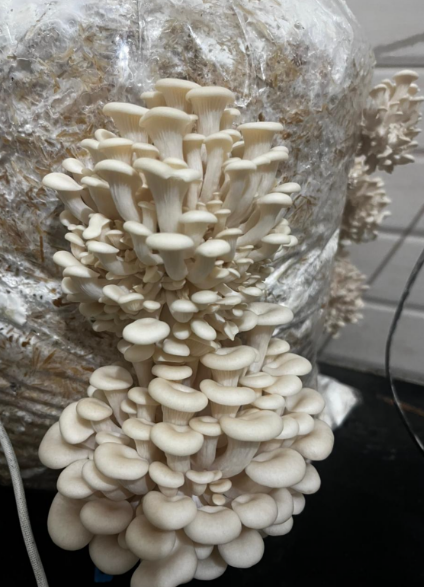 Oyster mushroom successfully grown from own culture in Poem Techno R&D lab — full flush achieved